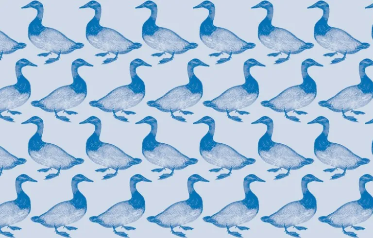 Aves Migratorias